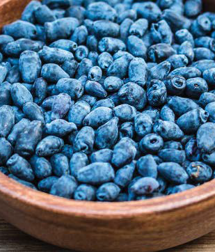 Camerise - Magazine Camper