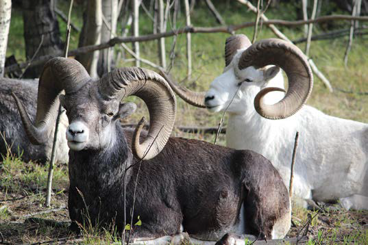 Les environs du centre d’information Tachäl Dhäl regroupent la plus grande concentration de mouflons de Dall au monde. - Magazine Camper