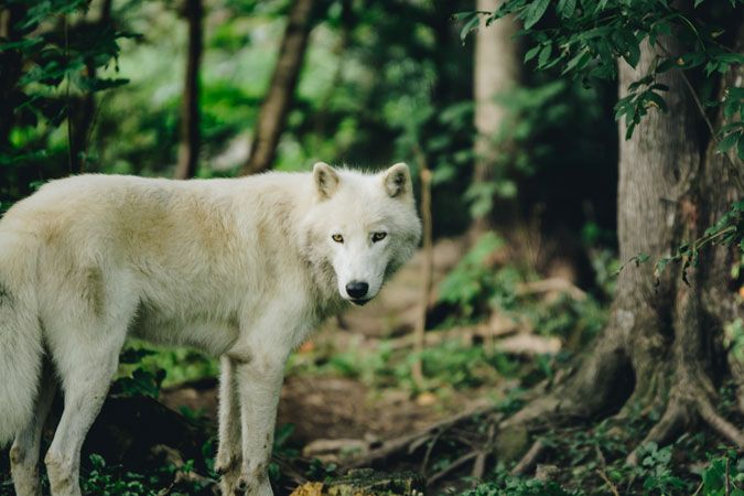 Le Miller Zoo sert de lieu de réadaptation à de nombreux animaux sauvages. - Magazine Camper