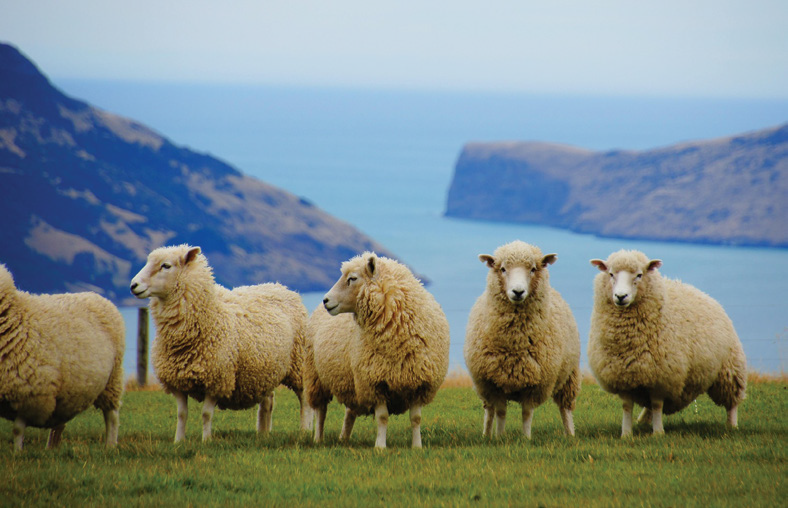 La Nouvelle-Zélande - Magazine Camper