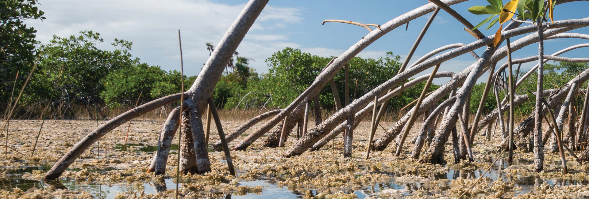 Bannière Big Cypress et Everglades