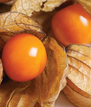 Cerises de terre - Magazine Camper