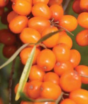 Argousier - Magazine Camper