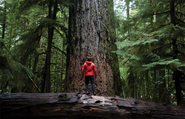 Le parc provincial MacMillan et ses sapins de Douglas géants, certains comptant jusqu’à 800 ans et neuf mètres de circonférence. - Magazine Camper