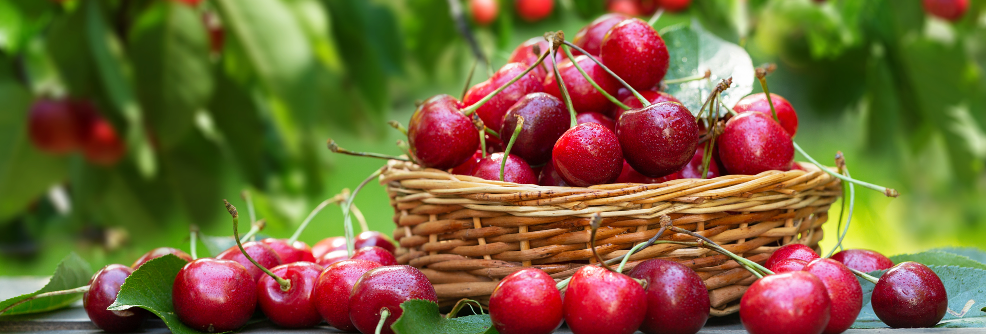 Bannière À la découverte de petits fruits locaux méconnus