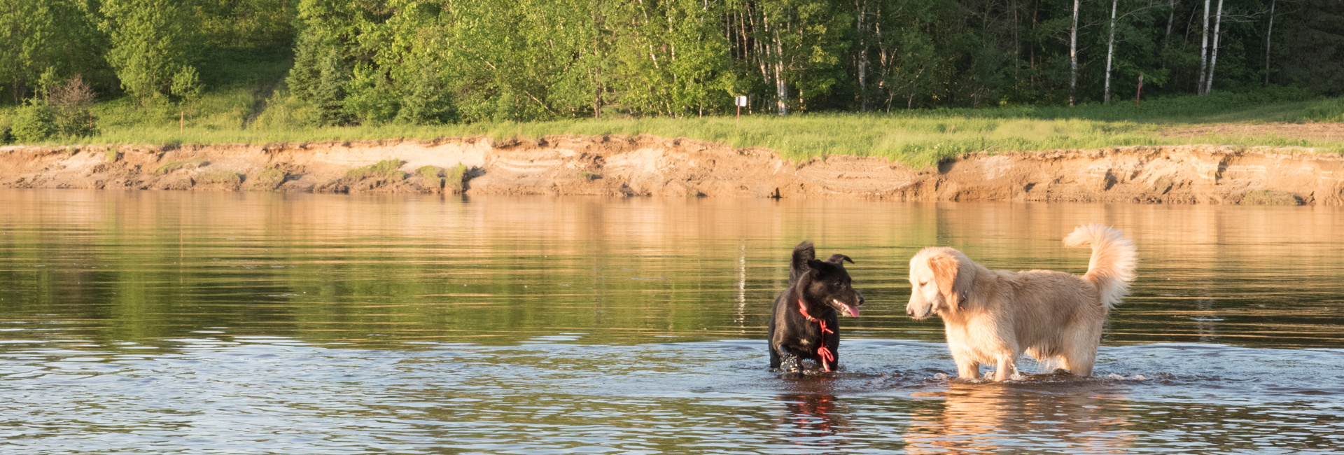 Bannière Le Camping Domaine des Cèdres