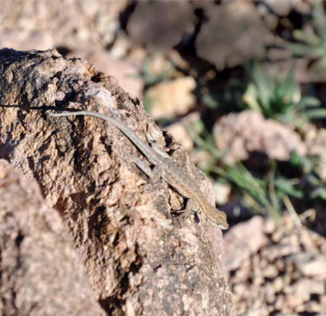 En voilà un qui semble à l’aise dans un environnement aride - Magazine Camper