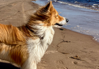 Marcher sur la Côte-Nord avec son chien - Magazine Camper