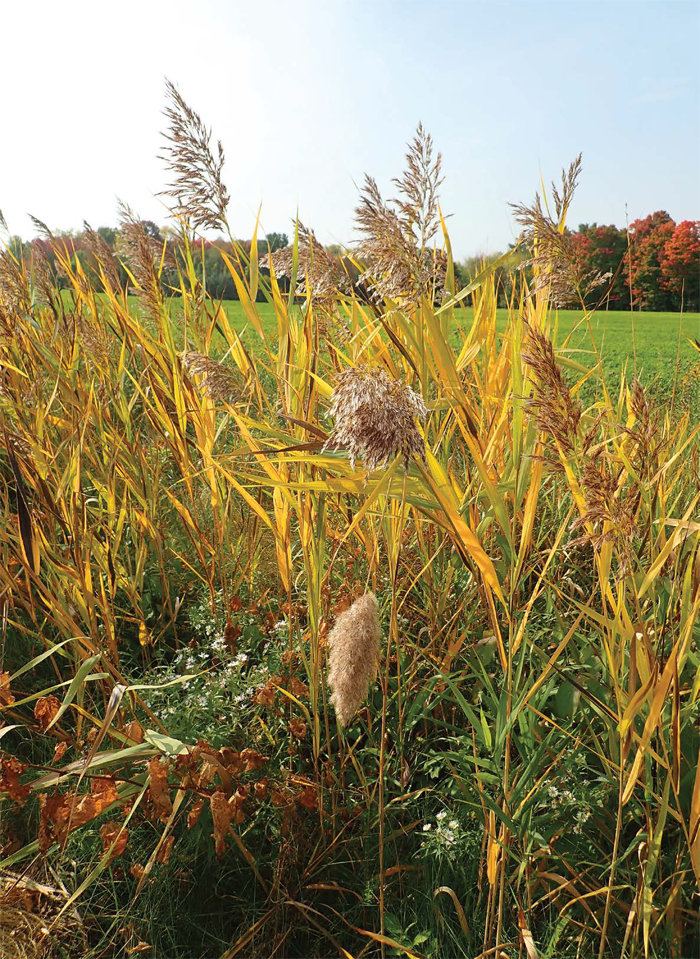 Les graminées prennent des couleurs d’or à cette période de l’année. - Magazine Camper