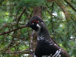 Une rencontre fréquente en sentier - Magazine Camper