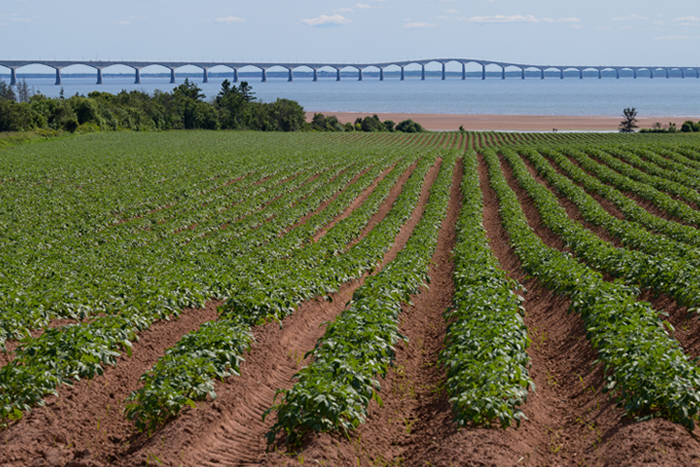 Un champ de pommes de terre avec vue sur le pont de la Confédération - Magazine Camper