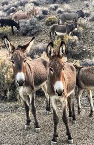 Ces ânes seraient la progéniture de ceux qui travaillaient dans les mines de la vallée de la Mort et des environs. - Magazine Camper