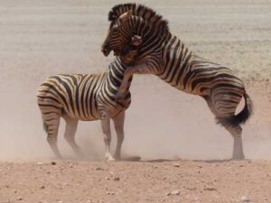 Bagarre de jeunes zèbres - Magazine Camper