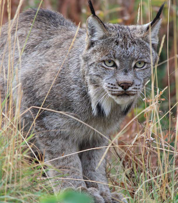 défaut d’en voir un en bordure de la route, vous pourrez observer le lynx du Canada à la Yukon Wildlife Preserve. - Magazine Camper