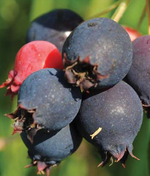 Amélanche - Magazine Camper