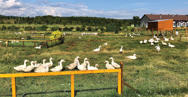 Ferme Québec-Oies - Magazine Camper